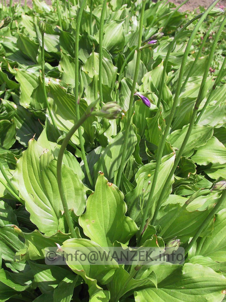 Hosta ventricosa Compacta 003.jpg